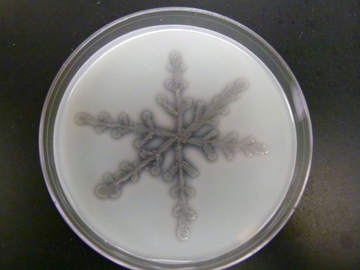 JP-SnowflakeS