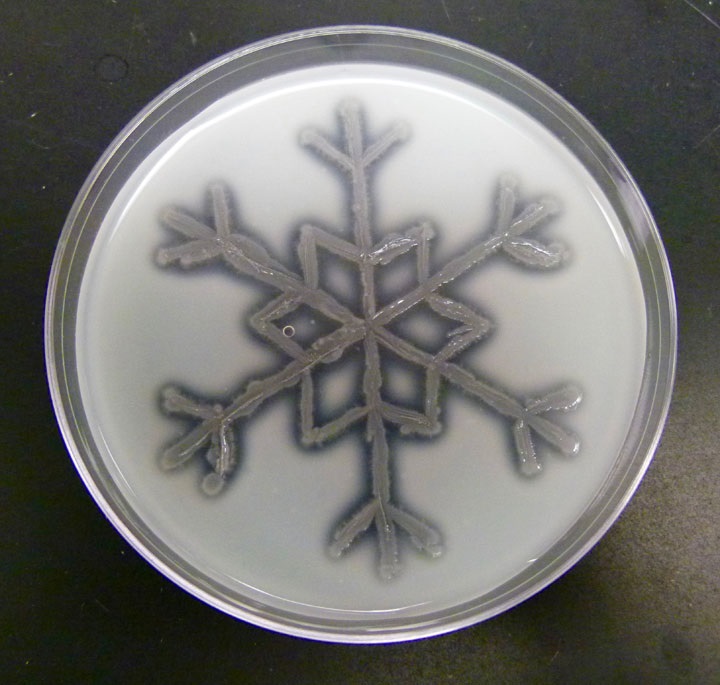 GL-SnowflakeS