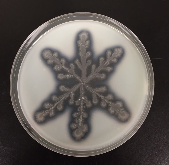 GL_snowflake_4S