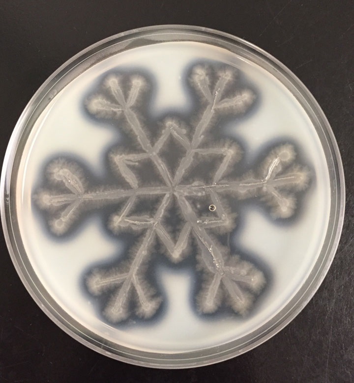GL_snowflake_3S